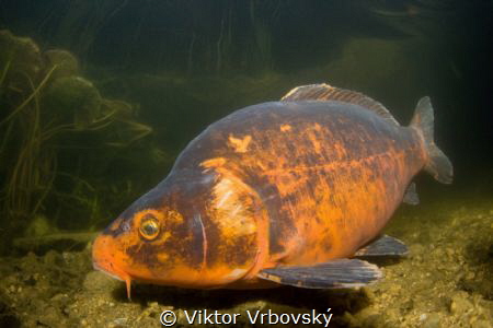 Koi by Viktor Vrbovský 