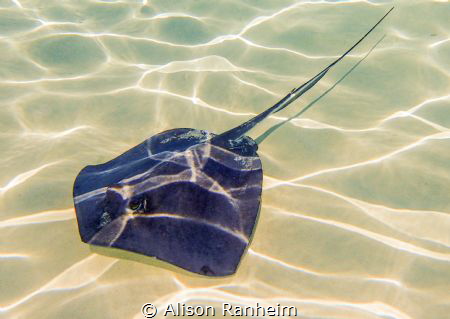 Grand Cayman by Alison Ranheim 