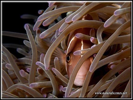 It must be a girl it is all pink and very shy by Yves Antoniazzo 