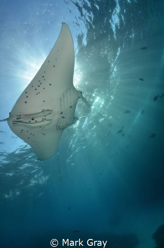 Manta Ray sunburst by Mark Gray 
