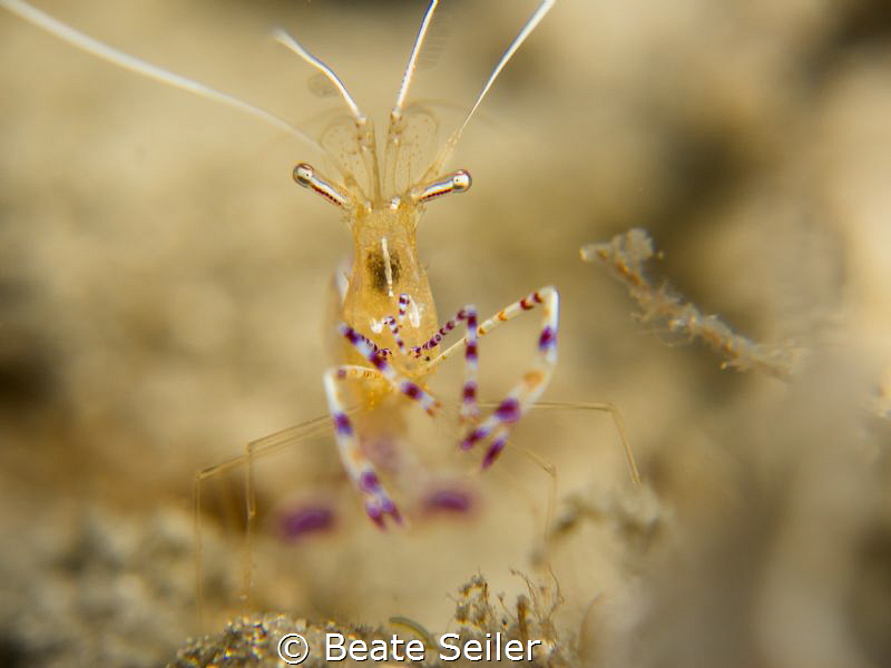 Shrimp by Beate Seiler 