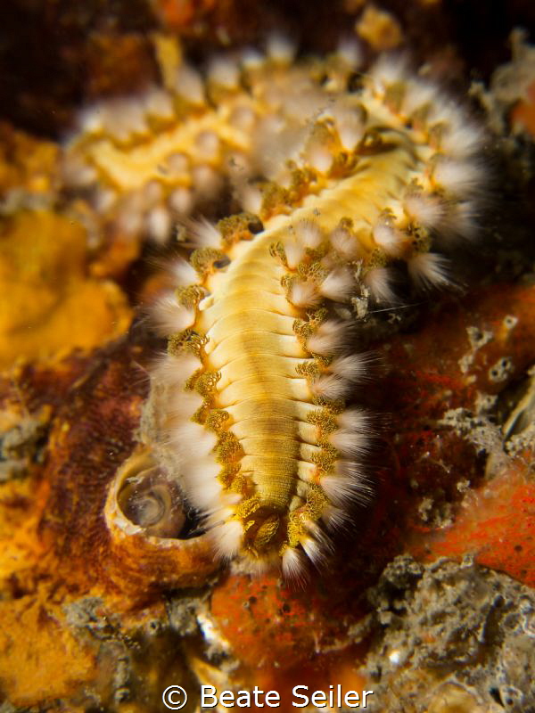 Fireworm at a wall under the Blue Heron Bridge by Beate Seiler 