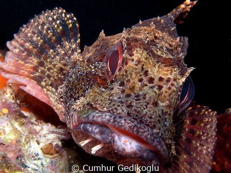 Scorpaena maderensis by Cumhur Gedikoglu 
