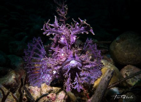 INTENSITY
Purple Rhinopias - Frondosa by Ton Ghela 