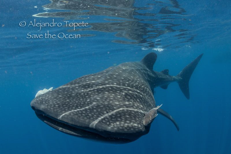 Whaleshark in surface, Isla Contoy México by Alejandro Topete 