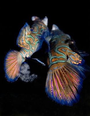 Mandarin fish laying eggs. Taken at sunset at Mabul islan... by Corina Swan 