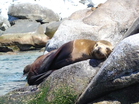 One of the Sea Lions, from the colony in Bahia de Los Fra... by Ash Pickering 
