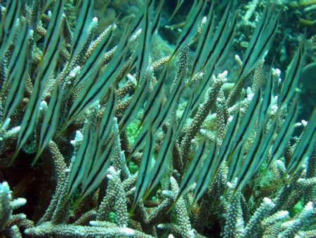 Razorfish taken at Bohayan Island, East Malaysia by Dennis Siau 