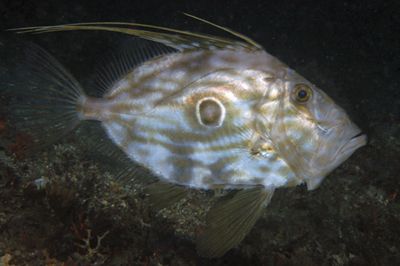 In Italy we call this fish as S. Peter Fish. Sorry but I ... by Vittorio Durante 