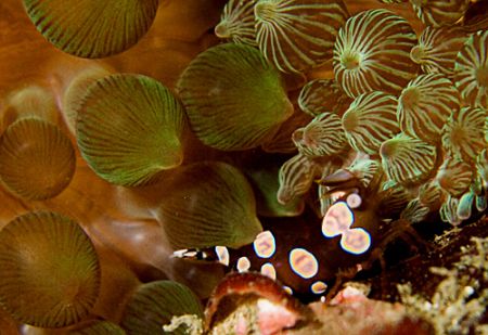 Tiny bubble shrimp no bigger than a piece of rice !! Firs... by Alex Tattersall 
