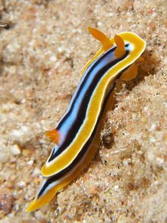 Chromodoris taken at Sharksbay with Olympus E-300. by Nikki Van Veelen 