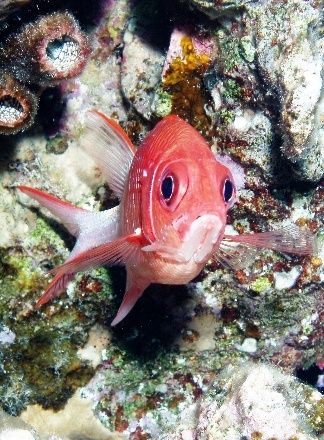 Squirrelfish I used an olympus c 60 by Anel Van Veelen 
