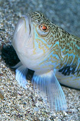 Trachinus spp. The first 3 spines of the dorsal fin of th... by Arthur Telle Thiemann 