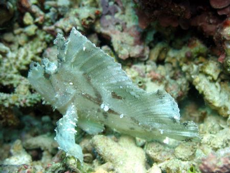 Leaf Scorpionfish taken at Sipadan Island, East Malaysia by Dennis Siau 