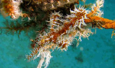 Ornate Ghost Pipefish of Bohol by Beate Krebs 