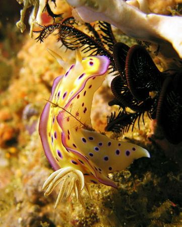 These Chromodoris Kunei slugs are my 2nd favourites... Ta... by Rob Spray 