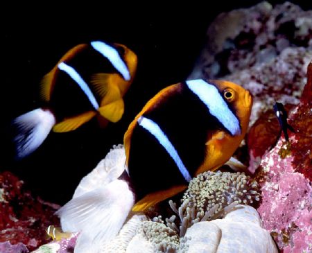 'WINGMAN' Orangefin Anemonefish. Housed Nikon F; Niko Mar... by Rick Tegeler 