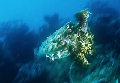 cuttle scutel by Gregory Grant 