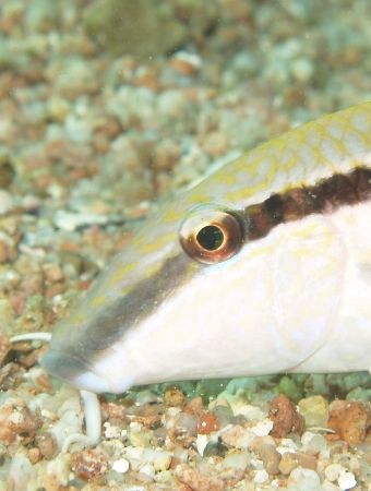 Goatfish taken at Sharksbay with Olympus E-300. by Nikki Van Veelen 
