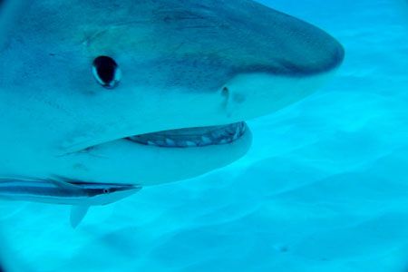 Business end of a tiger shark at Tiger Beach. by Andy Colls 