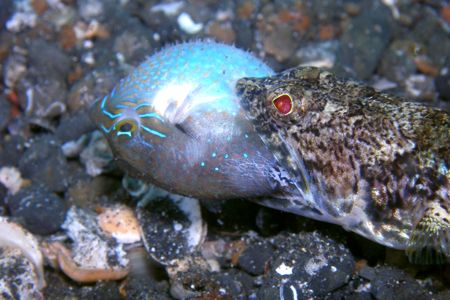Mouthful. Lizard Fish that managed to catch a puffer fish... by Brad Cox 