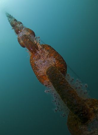 Shot line chain on the Scylla.10.5mm.
Cornwall. by Derek Haslam 