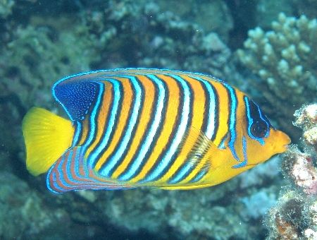 Royal angelfish taken with an olympus c60 by Anel Van Veelen 