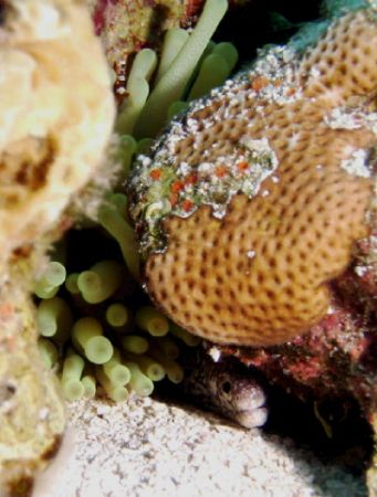Peek A Boo- 12" Spotted Moray
Sealife DC500 by Shawn Rener 