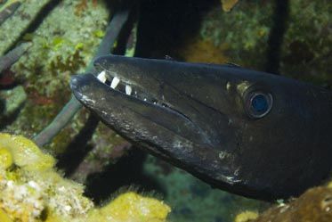 This ole' cuda's Toothy Grin was photographed on Little C... by Allan Vandeford 