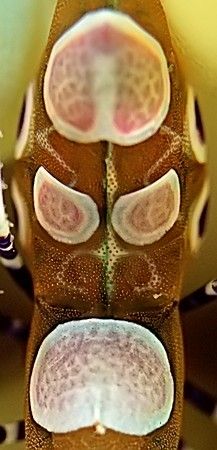 Native Mask. Ok, it's a shrimp back :-)
Nikon D2x 2xtc by Rand Mcmeins 