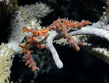 Neck Crab, found on Bloody Bay Wall at 95 feet. This litt... by Jim Chambers 
