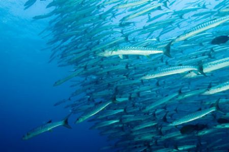 Barracuda point:Nikon D100, widw angle 10,5mm, two manual... by Marchione Giacomo 