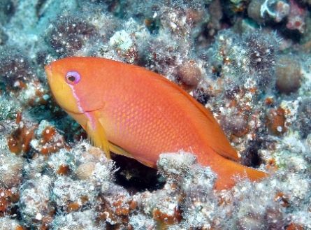 Anthias posing the same way as a hawkfish, Sharksbay with... by Nikki Van Veelen 