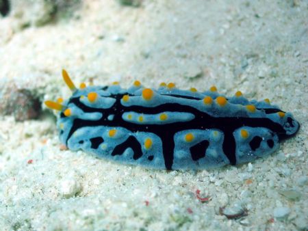 Taken at Mataking Island, East Malaysia by Dennis Siau 