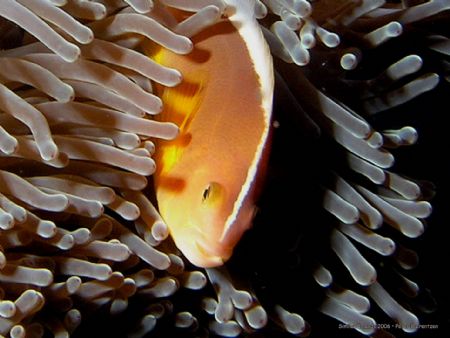 Whitebacked Anemonefish on watch. Olympus C-8080WZ / Ikel... by Peter Baerentzen 