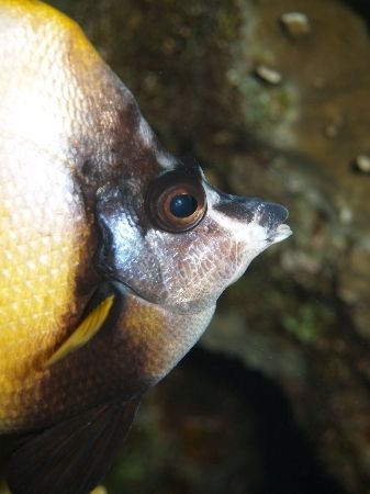 Bannerfish close up i use an Olympus E300 by Anel Van Veelen 