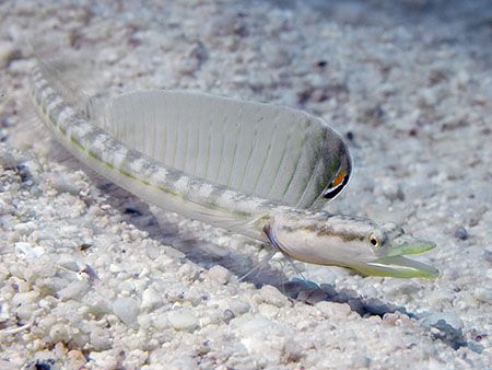 This little (5 cm) Yellowface Pikeblenny was a rare find ... by Jim Chambers 