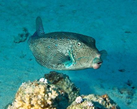 eye to eye with a beautiful trunk fish.
Taken in the bay... by Mona Dienhart 