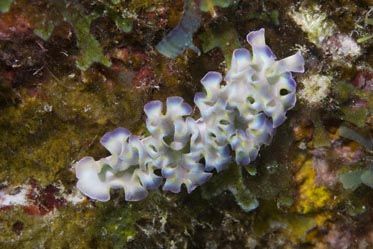 Lettuce Sea Slug photographed off Little Cayman on Bloody... by Allan Vandeford 