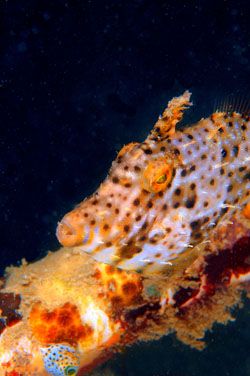 FILEFISH.D70,105mm.
Kapalai,Sabah by Frankie Tsen 
