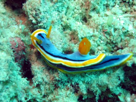 Taken at Mabul Island, East Malaysia by Dennis Siau 