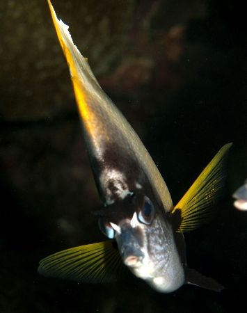 Bannerfish taken at sharks bay , i used an olympus E300 by Anel Van Veelen 