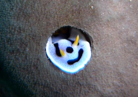 Found this little Nudi hiding in a barrel sponge. Sulawesi by Brad Cox 