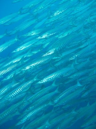 Barracuda taken at Shark Reef, Ras Mohamed Park with Olym... by Nikki Van Veelen 