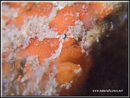 This Frog fish was only about 7 cm big and so well camouf... by Erika Antoniazzo 