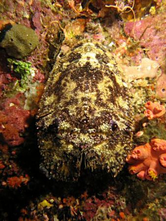 Slipper lobster on night dive in Raja Ampat by Dawn Watson 