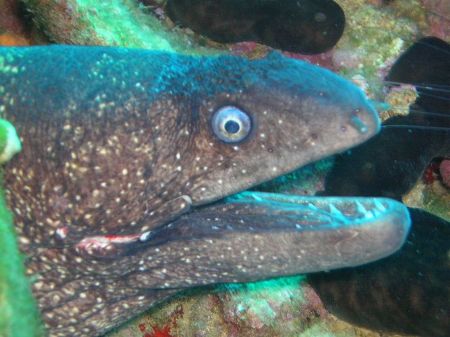 Moray by Hakan Taslicay 