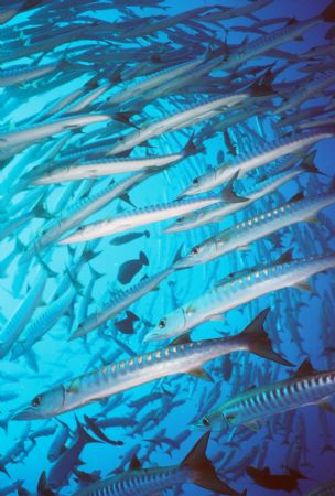 Barracuda Vortex. Blue Corner. Palau.  by Morgan Ashton 