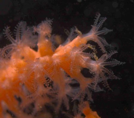Tompot Blenny - Taken around the Mewstone, Plymouth Sound... by Malcolm Nimmo 
