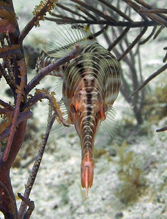 Trumpetfish are common in the Caymans, but this was a hea... by Jim Chambers 